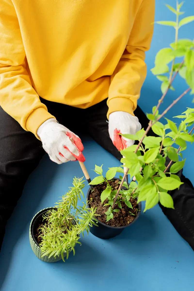 春の庭をやさしく整える、植栽前の準備ポイント